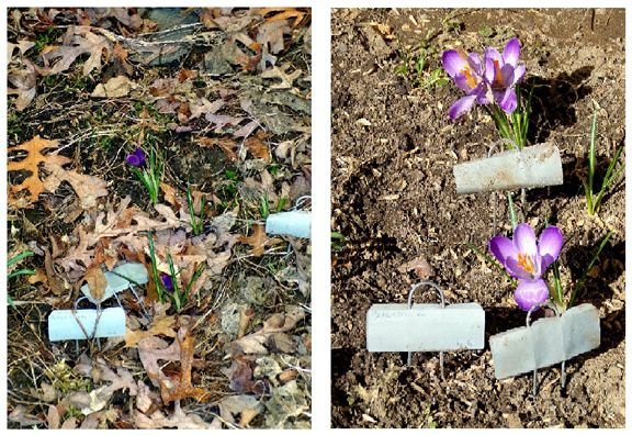 New West - crocus before and after crop March 2024.jpg