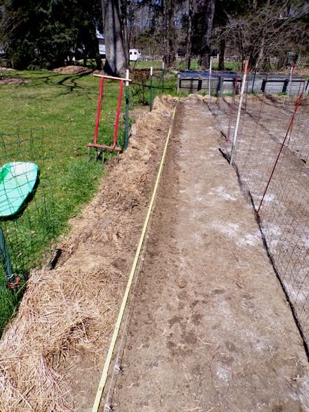 Small garden - planting carrot row crop April 2024.jpg