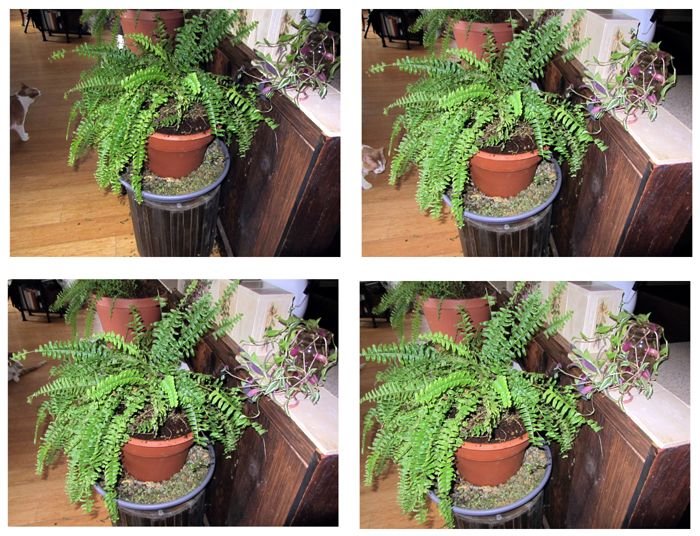 Repotted fern and Larry collage crop Jan 2025.jpg