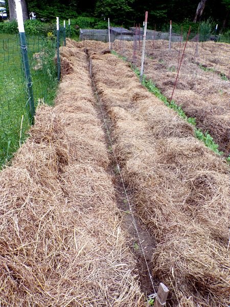 Small gareden - carrots thinned and weeded crop May 2024.jpg