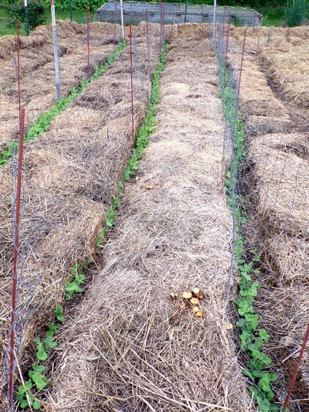 Small garden - peas up crop May 2024.jpg