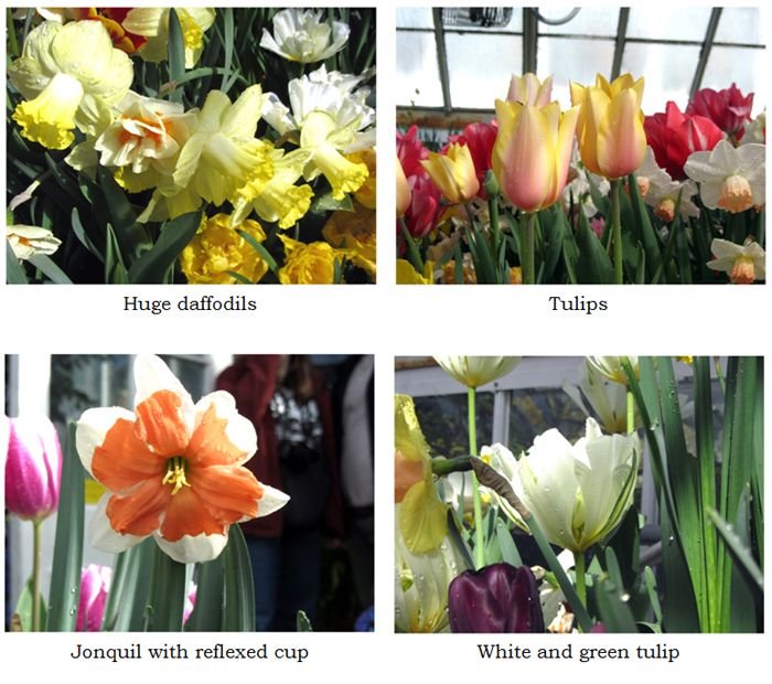 Smith Bulb Show collage6 text crop March 2025.jpg