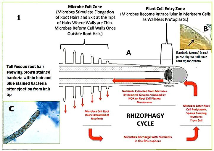 Rhyzophagy Cycle.jpg