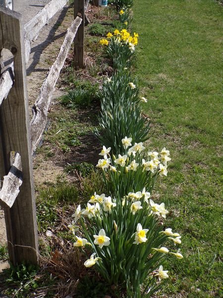 1st Fence - daffs crop April 2022.jpg