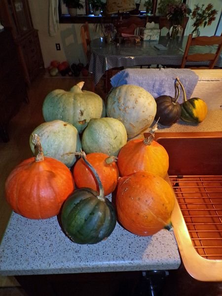 Squash - damaged ones crop Sept. 2021.jpg