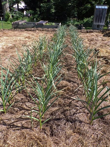 Small garden - garlic weeded crop June 2021.jpg