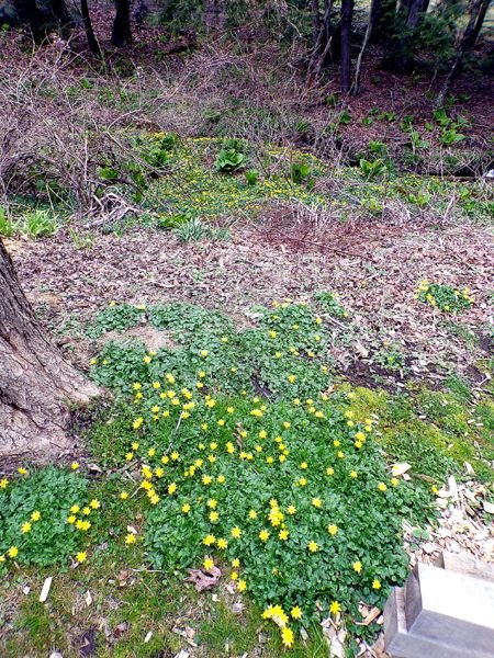 Lesser celandine on bank and swamp crop April 2024.jpg