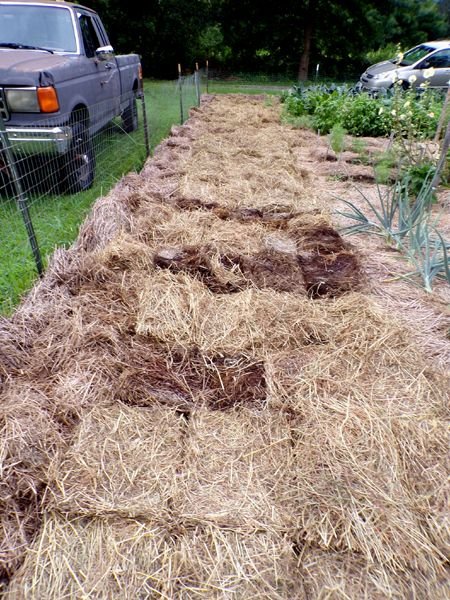 Big garden - garlic area after crop July 2024.jpg