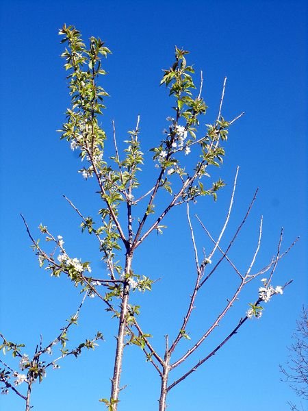 Little trees - Lapin cherry flowers crop April 2024.jpg