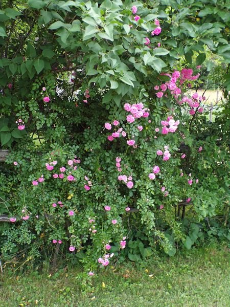 Climber rose crop June 2022.jpg