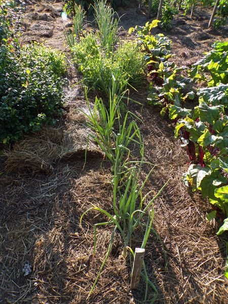 Big garden - onions and calendula crop July 2021.jpg