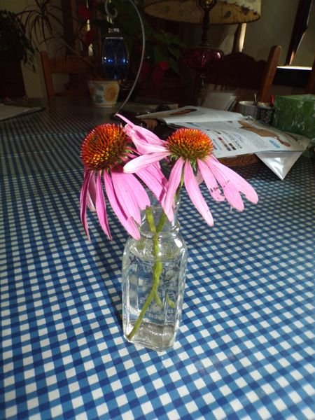 Echinacea purpurea flowers crop July 2024.jpg