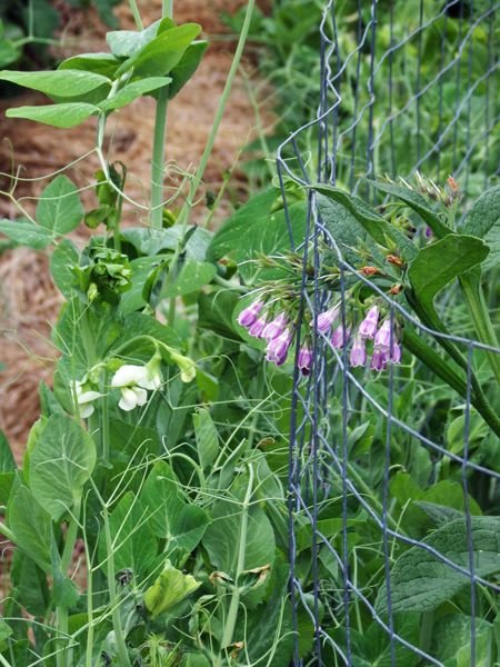 Big garden - pea flowers crop June 2022.jpg