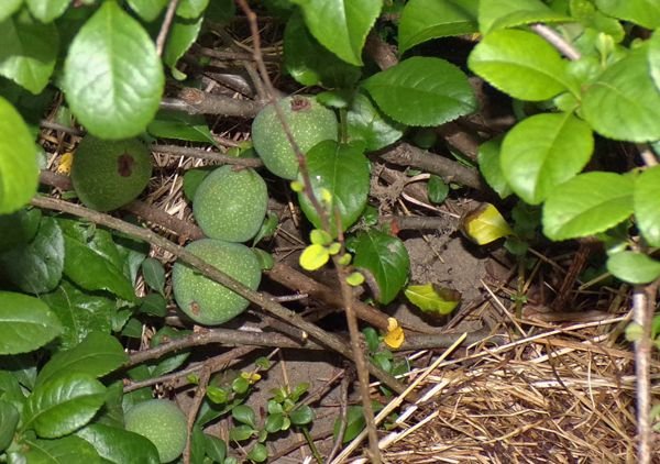 Big garden - big quince fruit crop June 2022.jpg