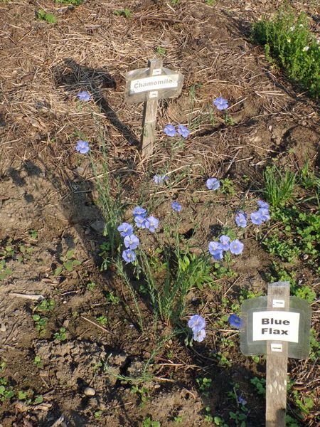 New Herb - Row 2, blue flax crop May 2022.jpg