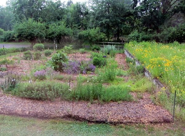 New Herb in the rain crop June 2025.jpg