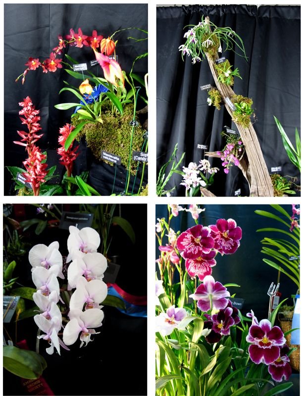 Orchid Show collage3 crop Feb 2025.jpg