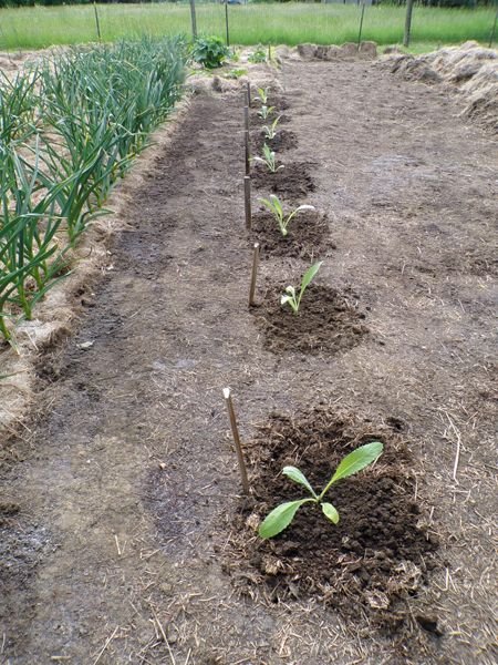 Big garden - artichokes planted crop May 2022.jpg