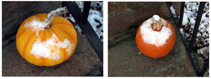 Snow on pumpkin collage crop Nov 2024.jpg