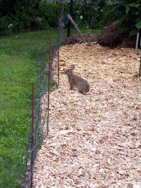 Rabbit in New Herb crop July 2024.jpg