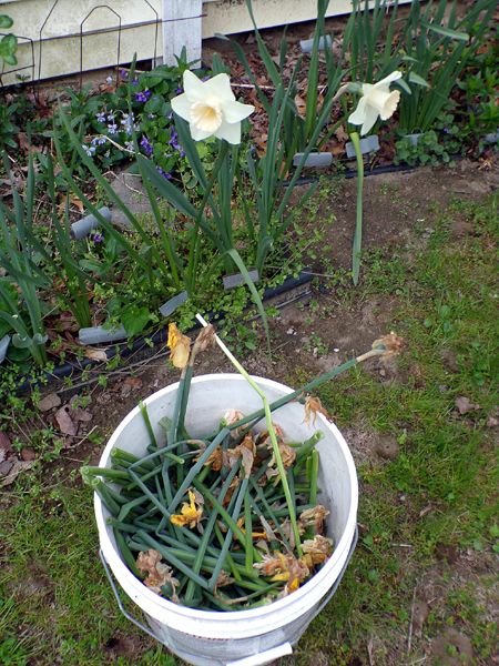 East Shed - deadheading daffodils crop May 2024.jpg