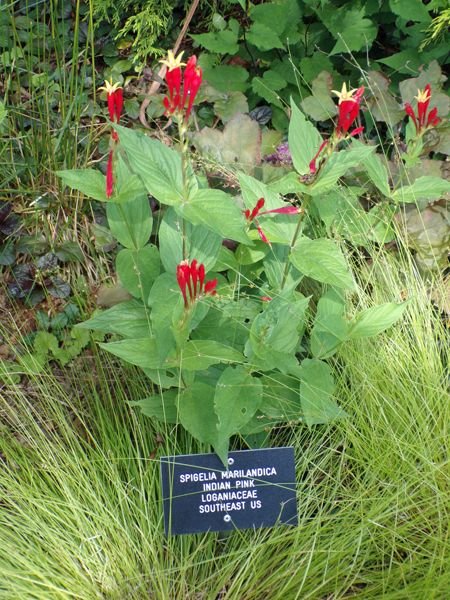 Berkshire Botanical - Indian pink crop July 2022.jpg