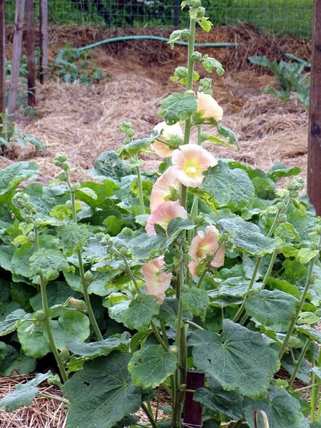 Big garden - hollyhocks crop June 2024.jpg