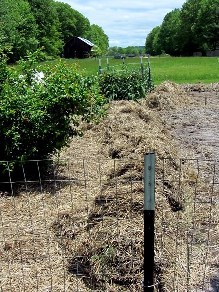 Big garden - new mulch pile crop May 2025.jpg