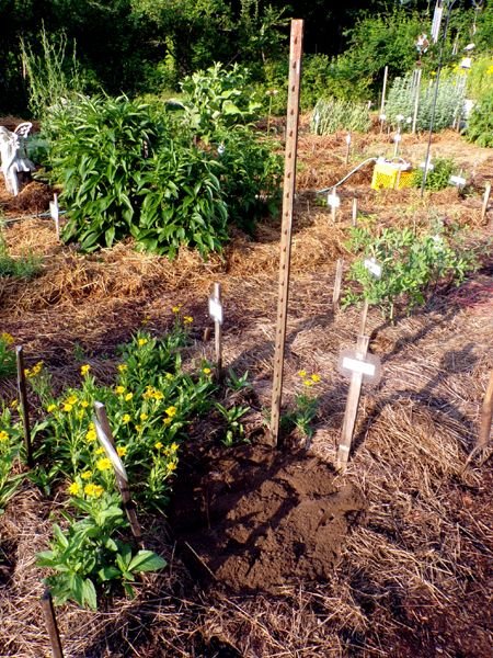 New Herb - Row 4, sneezeweed hole filled crop June 2024.jpg