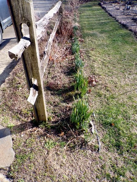 Fence gardens - daf buds crop March 2024.jpg