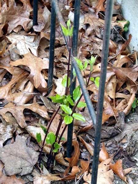 South - clematis crop April 2024.jpg