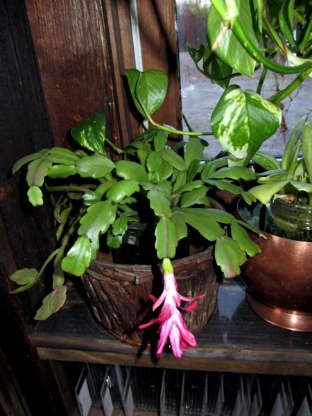 Christmas cactus cutting flowering crop Jan 2025.jpg