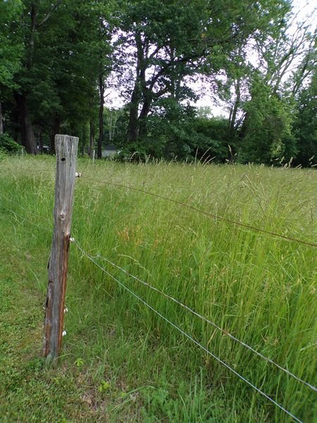 Middle pasture - 5' high hay crop June 2022.jpg