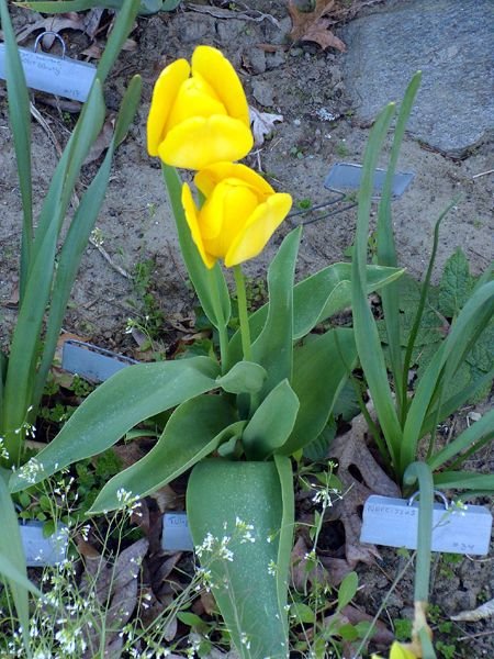 New East - 33. Yellow Tulip crop April 2024.jpg