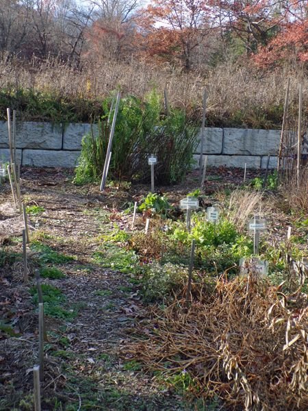 New Herb - Row 2 tansy cut down crop Nov. 2021.jpg