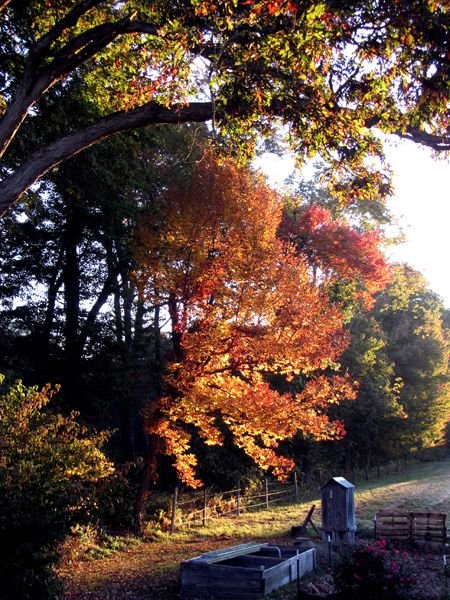 Sun on north side tree crop Oct 2024.jpg