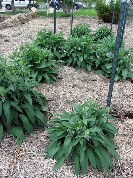 Big garden - comfrey crop May 2025.jpg