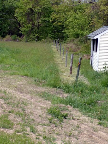 Front pasture weedwacked crop May 2024.jpg