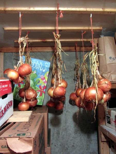 Onion storage crop Oct 2024.jpg