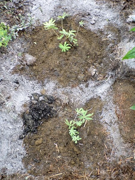 New Herb - Row 7, lupines planted crop July 2021.jpg