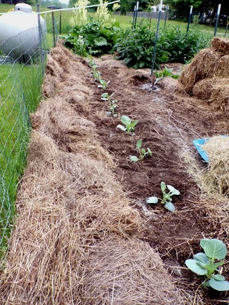 Big garden - cabbages planted crop May 2024.jpg