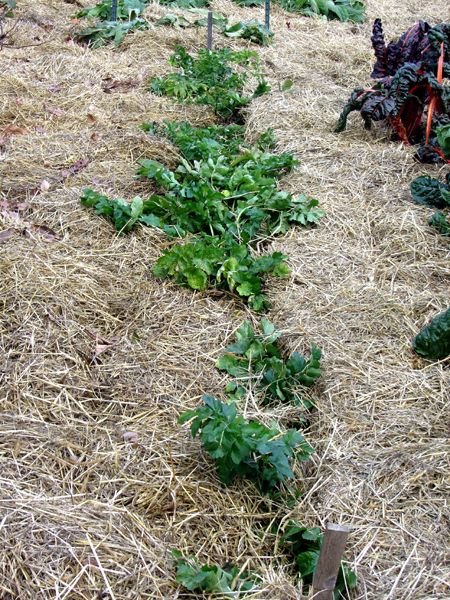 Big garden - parsnips crop Nov 2024.jpg