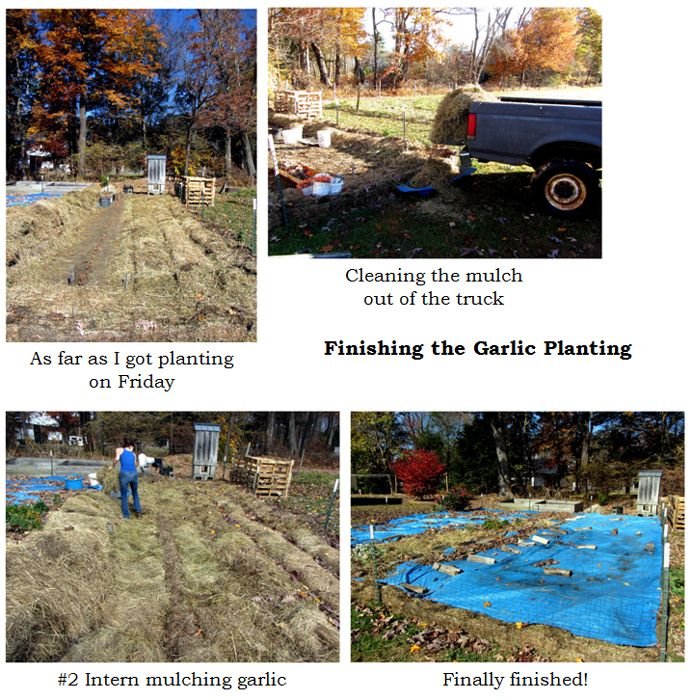 Garlic - finishing planting collage text crop Oct 2024.jpg