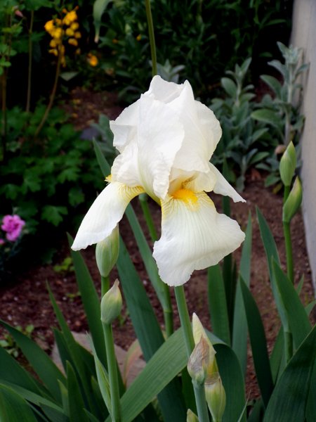 New West - white iris flower crop May 2024.jpg