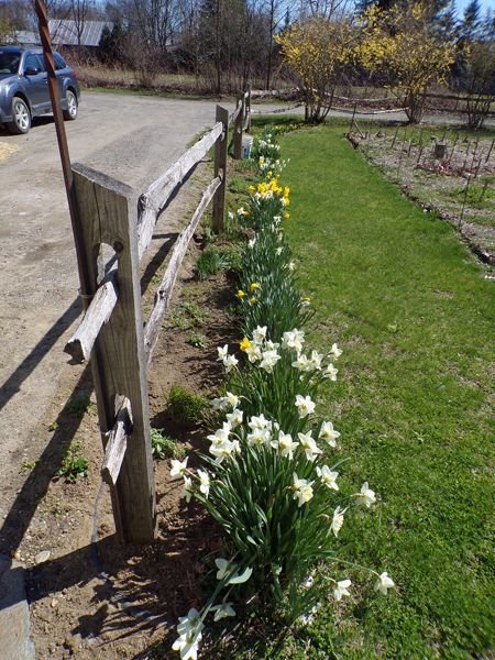 1st Fence - half cleaned out crop April 2022.jpg