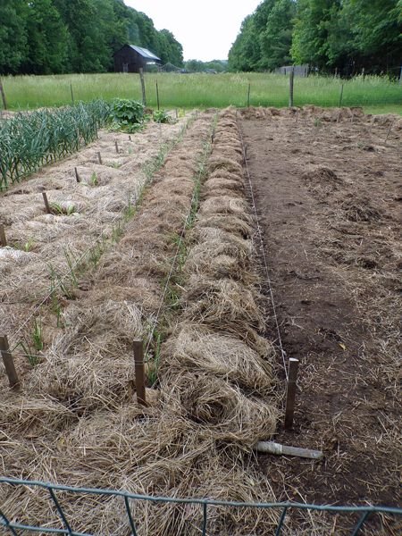 Big garden - Wallas and green beans planted crop June 2022.jpg