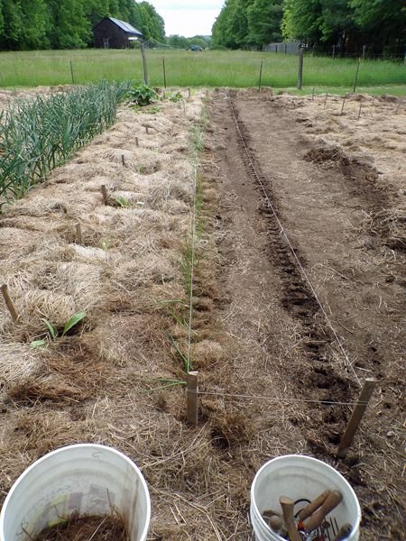 Big garden - Cortland onions planted crop May 2022.jpg