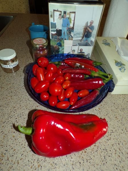 Friday harvest - Kapiya pepper, paprika, compost tomatoes crop Sept. 2022.jpg