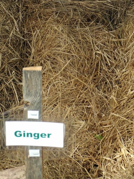 New Herb - Row 6, ginger crop Sept. 2022.jpg