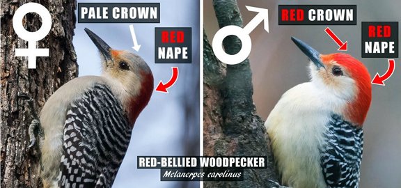 Red bellied woodpecker crop.jpg